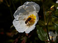 Cistus scilicifolius IMG_4546 Czystek